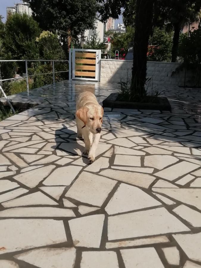 Apartmani Palmas غييكا المظهر الخارجي الصورة